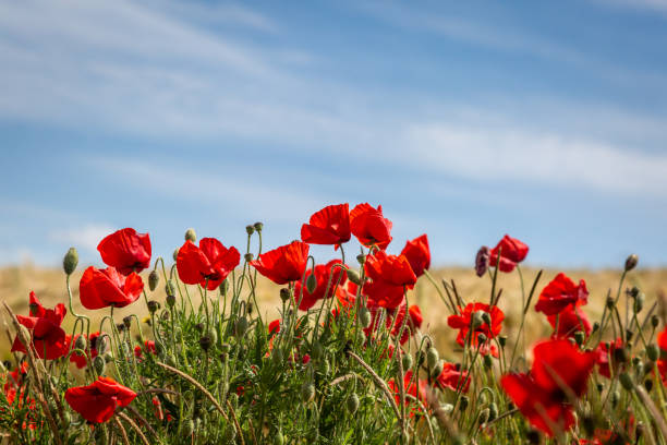 Poppies in Bloom at the Edge of Farmland, on a Sunny Summers Day Vibrant poppies with a blue sky overhead poppy stock pictures, royalty-free photos & images