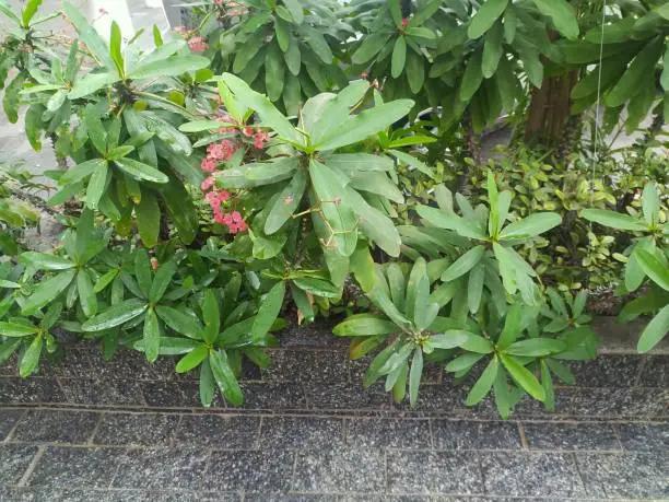 Euphorbia milii, the crown of thorns, Christ plant, or Christ thorn on a flowerbed outdoors. Known as 'coroa-de-cristo' in Brazilian Portuguese. Shot on Urano street, Aclimacao district, Sao Paulo city, Brazil.
