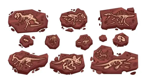 Vector illustration of Dinosaur fossil. Cartoon paleontology excavation with prehistoric Jurassic dino skeletons set. Isolated predator lizard bones in ground. Vector archeology collection of extinct reptiles