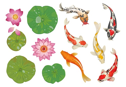 Koi fish in pond. Cartoon traditional oriental scene with golden spotted carp, lotus leaves and flowers. Isolated Japanese water pool decoration natural elements set. Vector botanical Asian background