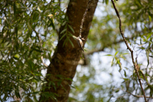 캐롤라이나 치카디 - photography carolina chickadee bird animals in the wild 뉴스 사진 이미지