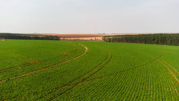 istock Potato Plantation Farm 1345666054