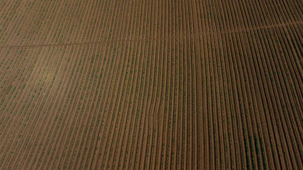 istock Potato Plantation Farm 1345666118