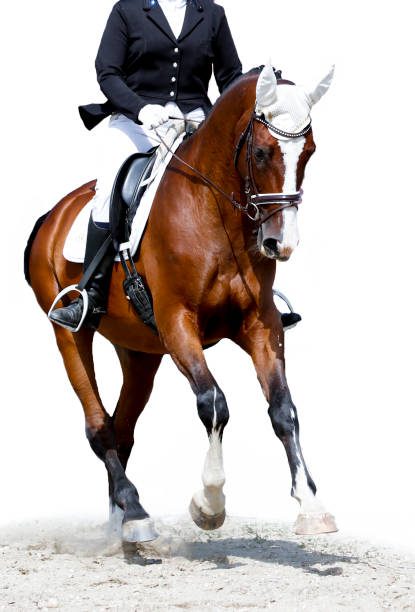istock Dressage on white backgrund 1345666387