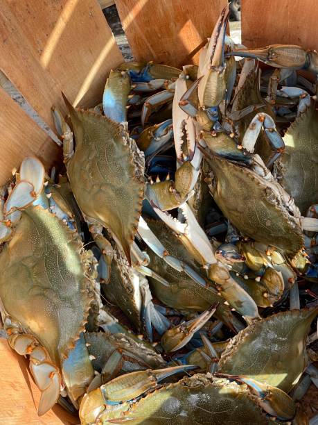 istock Maryland Blue Crab 1345668782
