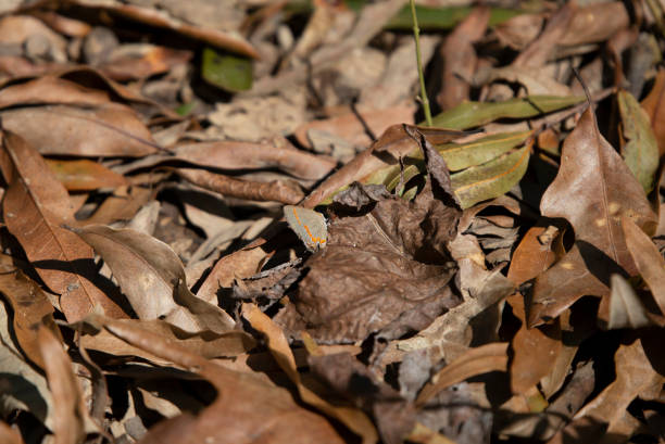 Red-banded hairstreak butterfly (Calycopis cecrops) on brown, dying leaves