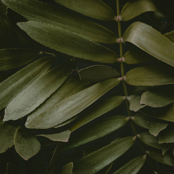 istock abstract green leaf texture, nature background, tropical leaf 1345670897