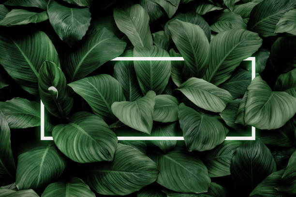 istock Spathiphyllum cannifolium concept, green abstract texture with white frame, natural background, tropical leaves in Asia and Thailand. 1345670904