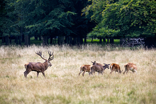 A large herd of Wild Roe Deer (Capreolus capreolus) running across a vibrant green meadow