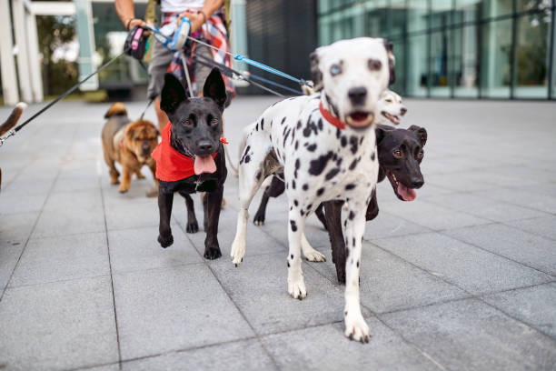 istock cute dog enjoying walking outdoors 1345671635