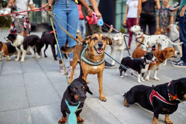 istock Young dog walkers walking dogs together 1345671675