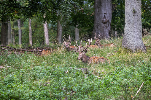Group of young male red deer in Dyrehaven a popular public deer park north of Copenhagen and an international attraction for nature photographers during the animals rut period in the autumn