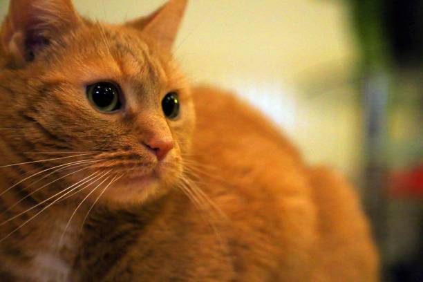 istock Red cat in the house 1345671778