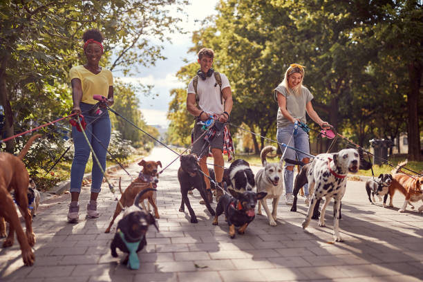 istock Dog walking on leash with three professional dog walker 1345671800