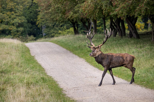 istock Single male red deer crossing a dirt road 1345671892