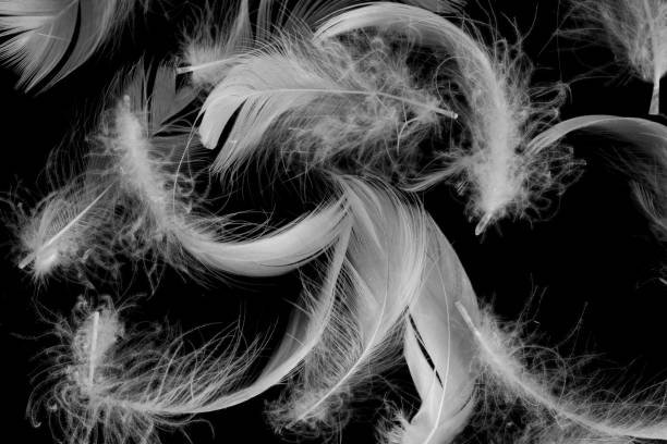 istock white duck feathers on a black isolated background 1345672075
