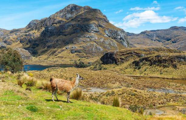 istock Llama, Cajas national park, Ecuador 1345672089