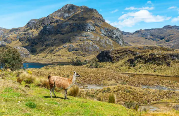Llama (Lama glama) in Andes mountains landscape, Cajas national park, Cuenca, Ecuador.