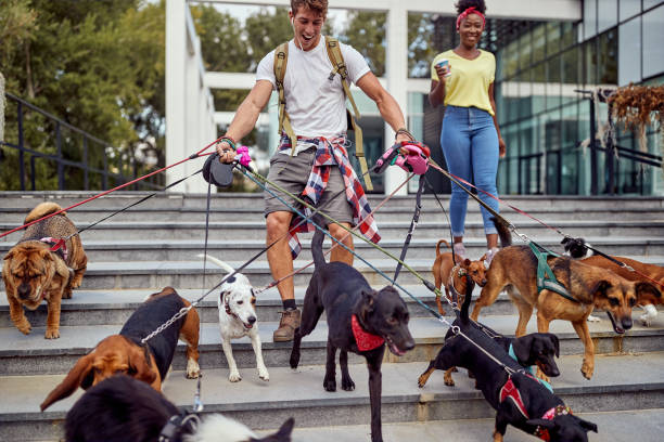 istock Happy young dog walker walking dogs 1345672742