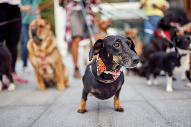 istock Portrait of a black dachshund walking 1345672767