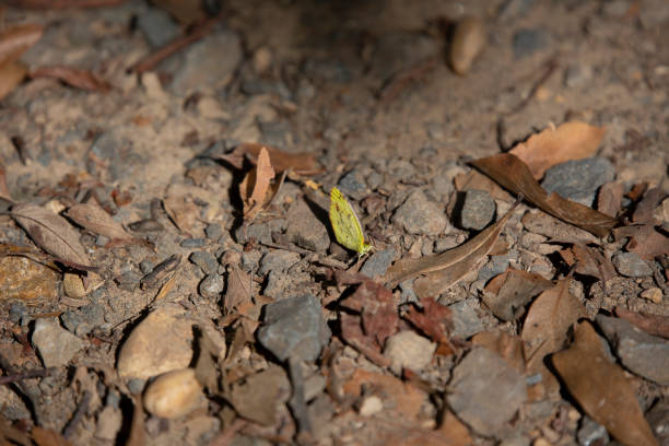 istock Little Yellow Butterfly 1345672819