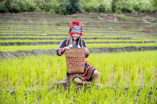 une femme de tribu montagnarde assise dans un champ. une jeune femme d’une tribu montagnarde s’habille dans une rizière en terrasses. - thailand tea crop indigenous culture women photos et images de collection