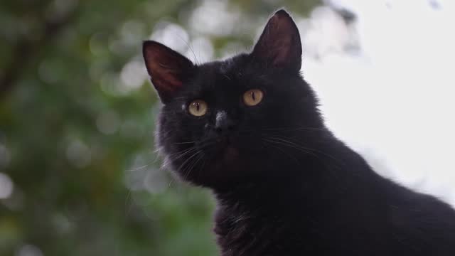 Video portrait of a black homeless cat on a blurred background of a green tree outside on the street. Portrait of a black pet for a walk.