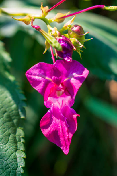 Bright flower Himalayan balsam close up Bright flower Himalayan balsam close up ornamental jewelweed stock pictures, royalty-free photos & images