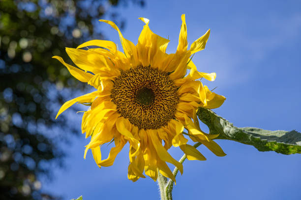 bloom of a sunflower in the garden in the Netherlands