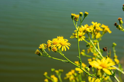 Tragopogon pratensis meadow flowers over a lake