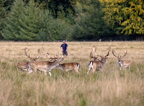 The fallow deer are very popular in Dyrehaven, a large public deer park north of Copenhagen. They are very unaggressive and mostly ignores the public
