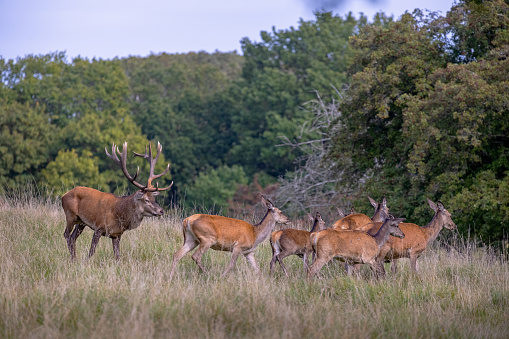 A group of deer standing in the long grass