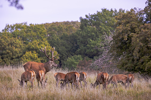 Male red deer with a group of female deer during the rutting season