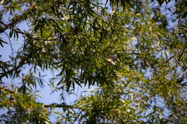 istock Philadelphia Vireo 1345674402