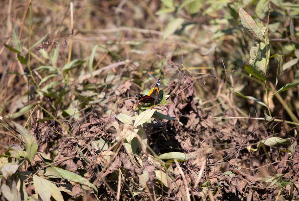 Photo of Red Admiral Butterfly