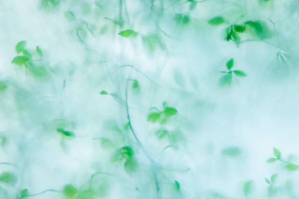 Fresh green leaves that can be seen through the translucent glass
