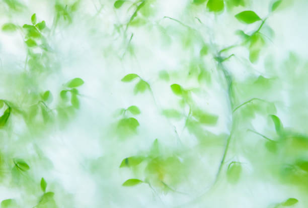hojas verdes frescas que se pueden ver a través del vidrio translúcido - foliate pattern fotos fotografías e imágenes de stock