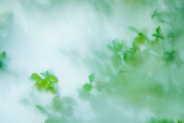 Fresh green leaves that can be seen through the translucent glass