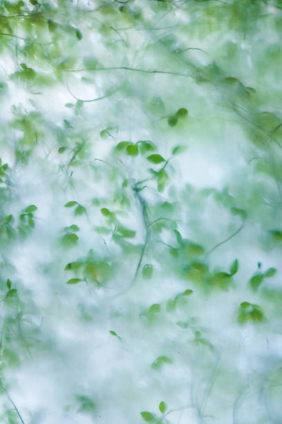 istock Fresh green leaves that can be seen through the translucent glass 1345676597