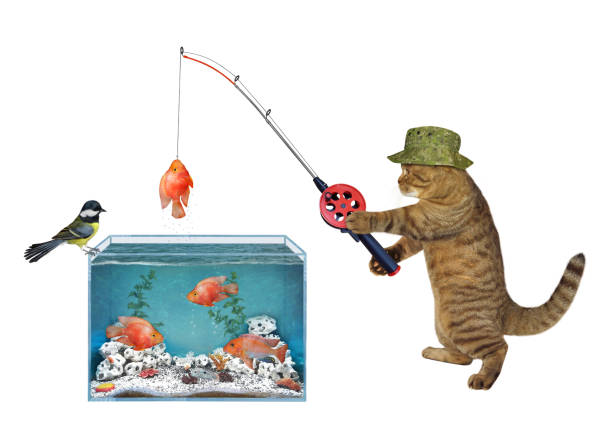 istock Cat catches fish from square aquarium 1345676944