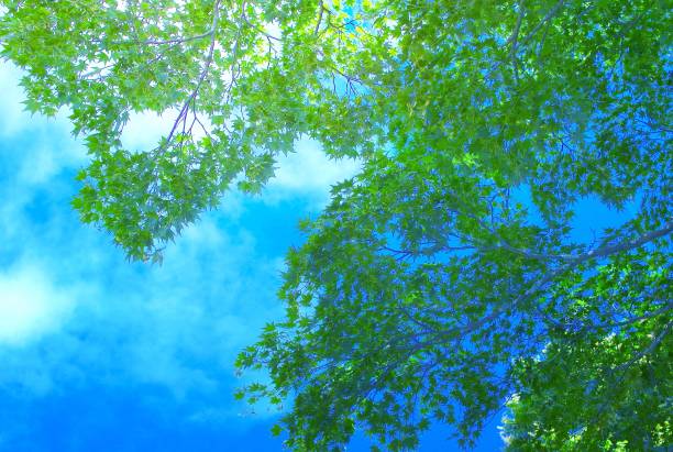 Green leaves. A very sharp and detailed photo from the famous saturated Danish forest in springtime