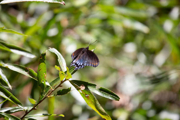 istock Red-Spotted Purple Butterfly 1345677773