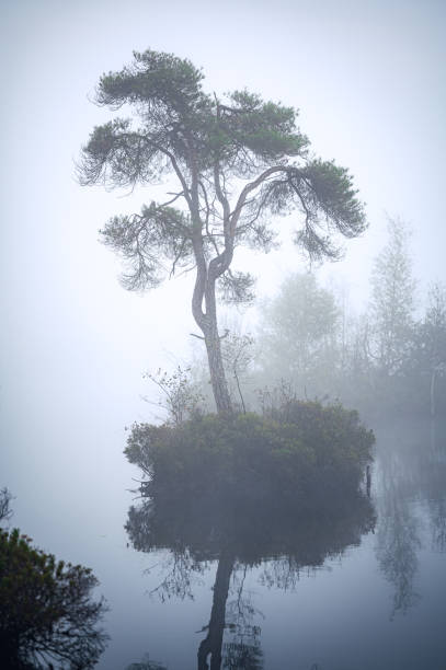 istock Misty Lake in the Netherlands 1345677947