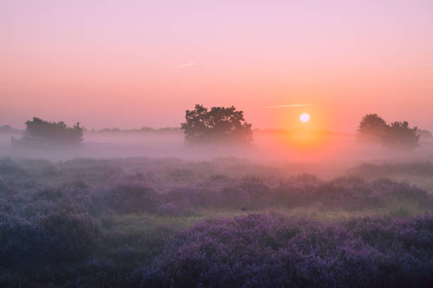 istock Dune landscape during sunrise in The Netherlands 1345678911