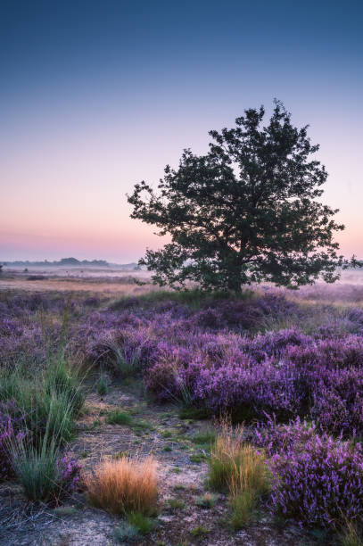 istock Dune landscape during sunrise in The Netherlands 1345679008