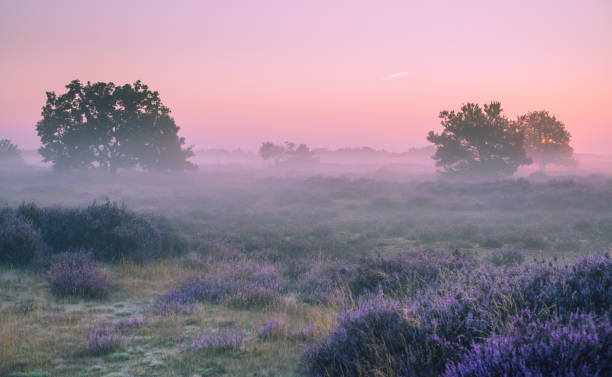 istock Dune landscape during sunrise in The Netherlands 1345679092