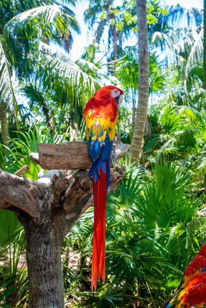 Long tailed red macaw parrots perching on tree bark in Xcaret ecotourism park. Macau birds in forest