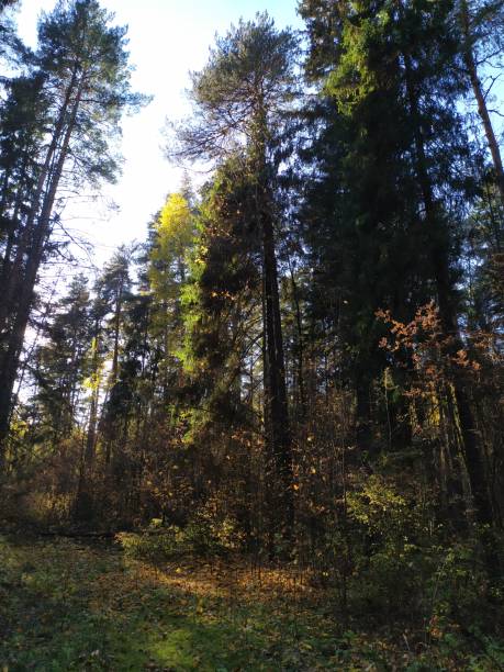 istock colorful bright autumn forest in sun rays 1345679353
