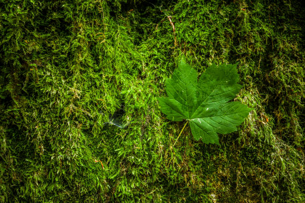 grünes ahornblatt in moos im wald - grass maple tree nature dew stock-fotos und bilder