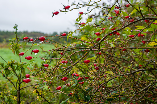 Rose Hips with rain drops